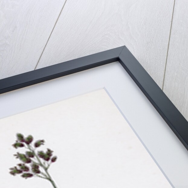 Poa Pratensis Var. Subcaerulea Smooth Meadow-Grass Var. Y. by Anonymous