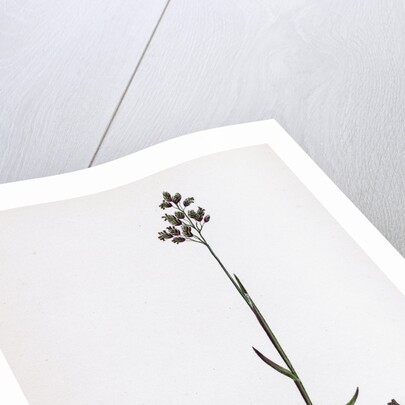 Poa Pratensis Var. Subcaerulea Smooth Meadow-Grass Var. Y. by Anonymous