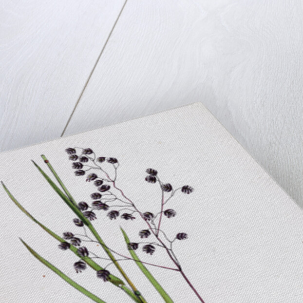 Briza Media Common Quaking-Grass by Anonymous