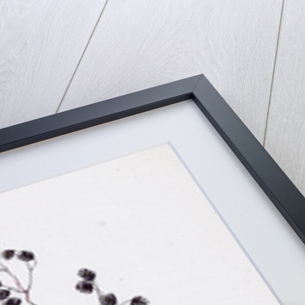 Briza Media Common Quaking-Grass by Anonymous