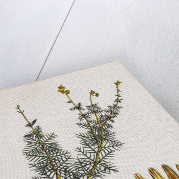 Myriophyllum Alterniflorum Alternate-Flowered Water-Milfoil by Anonymous