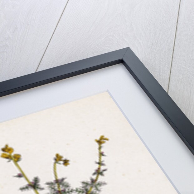 Myriophyllum Alterniflorum Alternate-Flowered Water-Milfoil by Anonymous