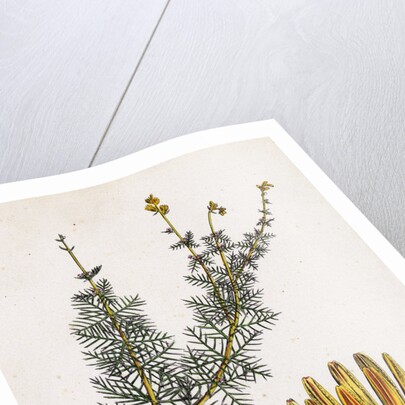 Myriophyllum Alterniflorum Alternate-Flowered Water-Milfoil by Anonymous