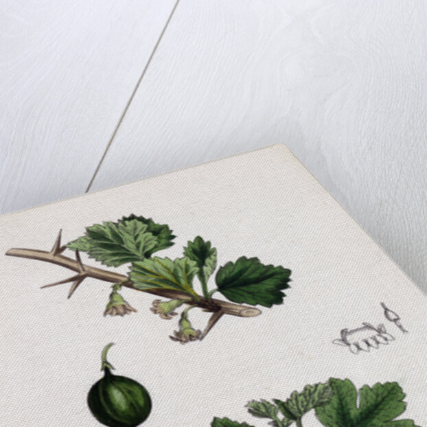 Ribes Grossularia Gooseberry by Anonymous