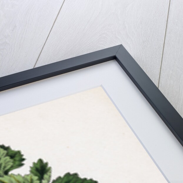 Ribes Grossularia Gooseberry by Anonymous