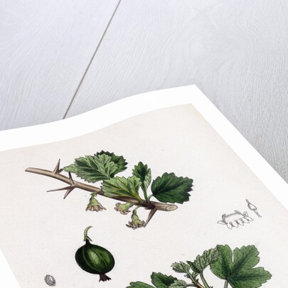 Ribes Grossularia Gooseberry by Anonymous