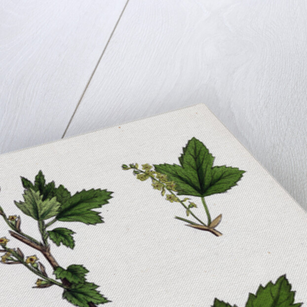 Ribes Alpinum Tasteless Mountain Currant by Anonymous