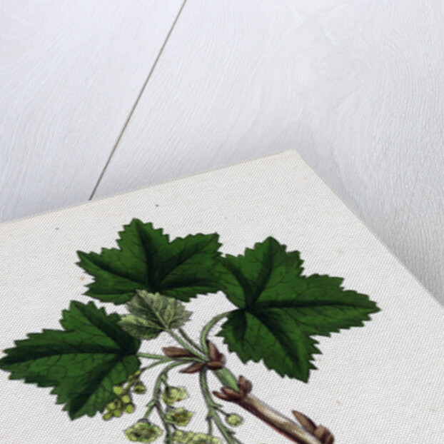 Ribes Rubrum Var. Sativum Red Currant by Anonymous