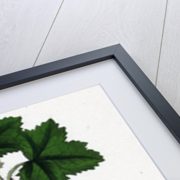 Ribes Rubrum Var. Sativum Red Currant by Anonymous