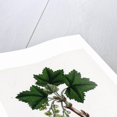 Ribes Rubrum Var. Sativum Red Currant by Anonymous