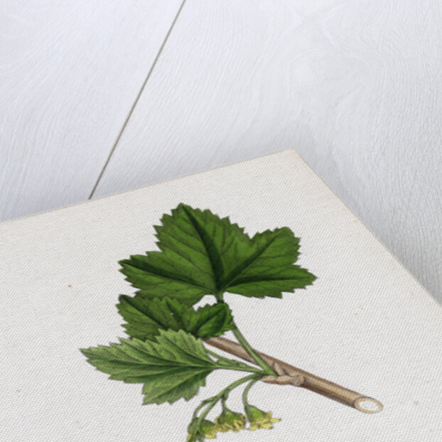 Ribes Nigrum Black Currant by Anonymous