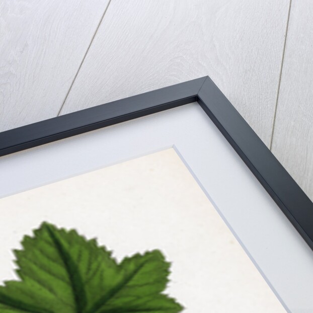 Ribes Nigrum Black Currant by Anonymous