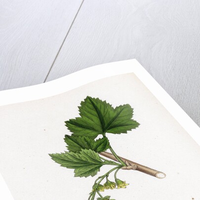 Ribes Nigrum Black Currant by Anonymous