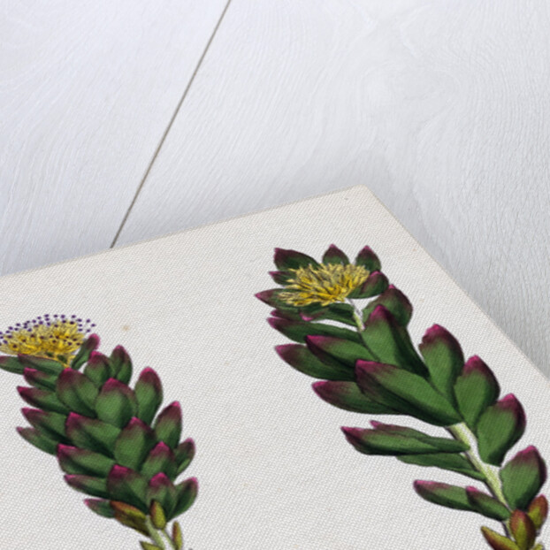 Sedum Rhodiola Rose-Root by Anonymous