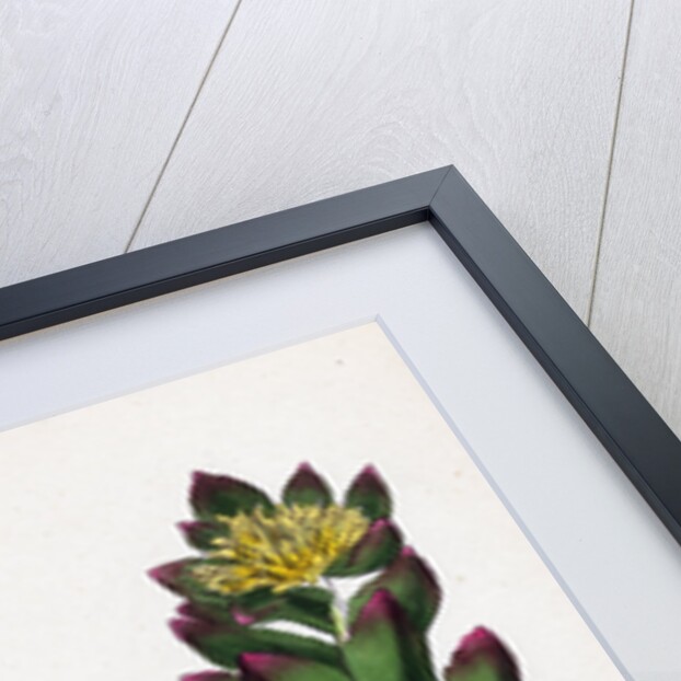 Sedum Rhodiola Rose-Root by Anonymous