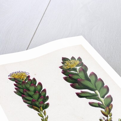 Sedum Rhodiola Rose-Root by Anonymous