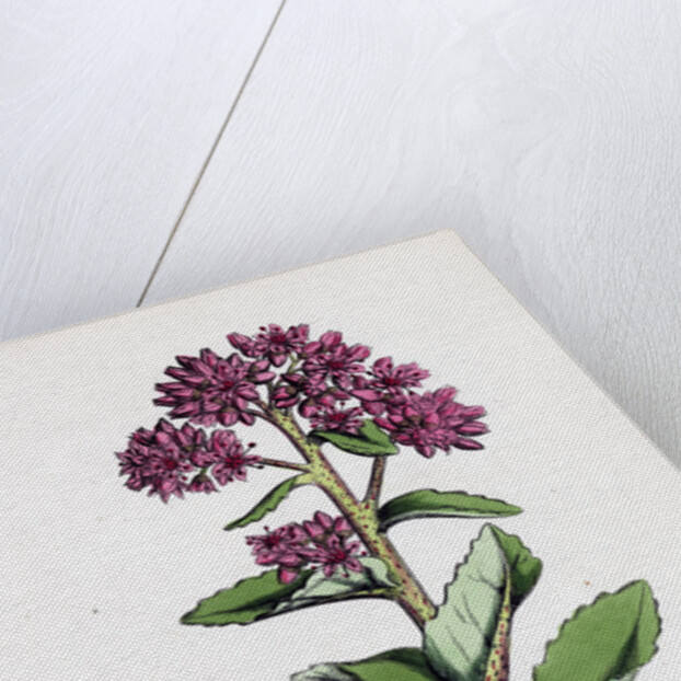 Sedum Purpurascens Broad-Leaved Orpine by Anonymous