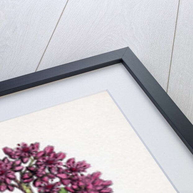 Sedum Purpurascens Broad-Leaved Orpine by Anonymous