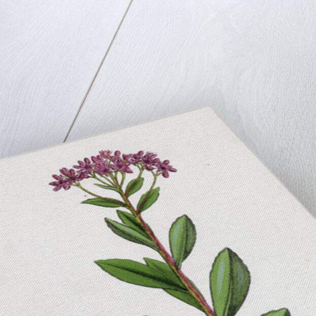 Sedum Fabaria Narrow-Leaved Orpine by Anonymous