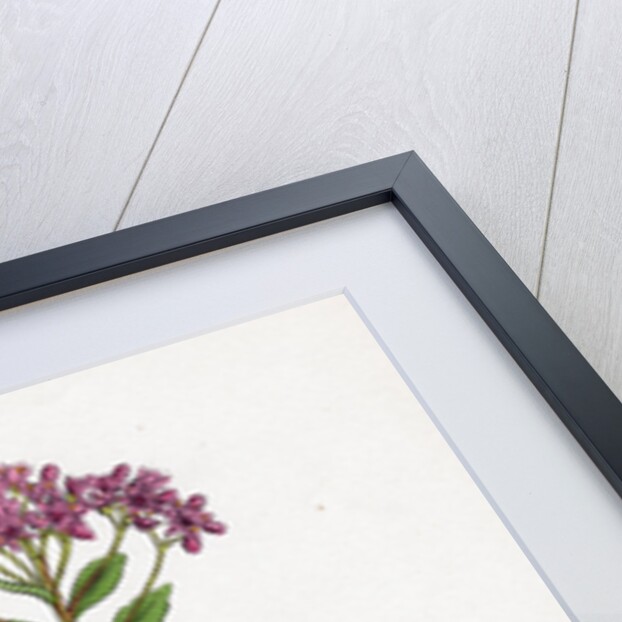 Sedum Fabaria Narrow-Leaved Orpine by Anonymous