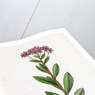 Sedum Fabaria Narrow-Leaved Orpine by Anonymous