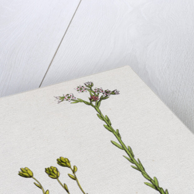 Sedum Villosum Hairy Stone-Crop by Anonymous