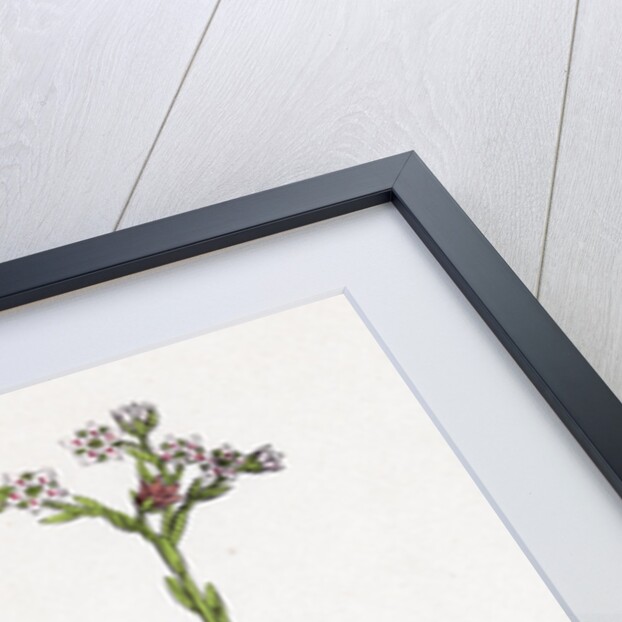 Sedum Villosum Hairy Stone-Crop by Anonymous