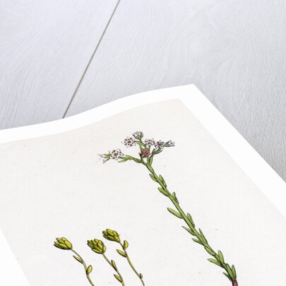 Sedum Villosum Hairy Stone-Crop by Anonymous