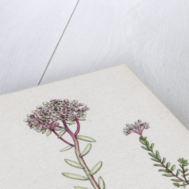 Sedum Eu-Album Sedum Album and Sedum Micranthum White Stone-Crop by Anonymous