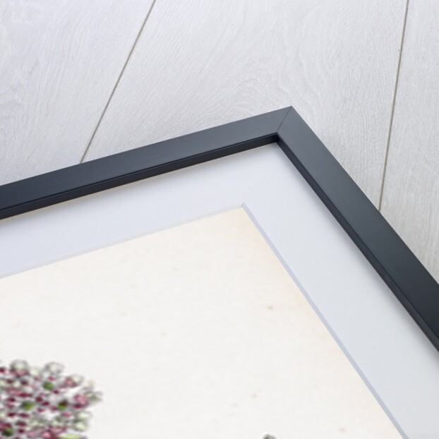 Sedum Eu-Album Sedum Album and Sedum Micranthum White Stone-Crop by Anonymous