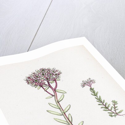 Sedum Eu-Album Sedum Album and Sedum Micranthum White Stone-Crop by Anonymous