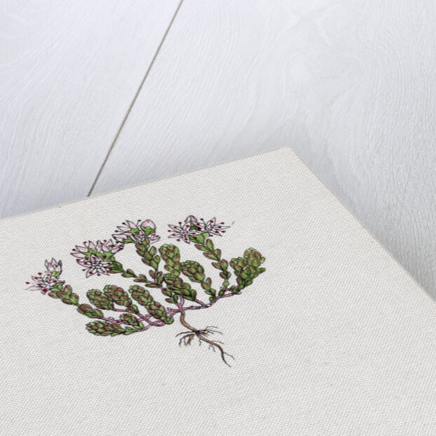 Sedum Anglicum English Stone-Crop- by Anonymous