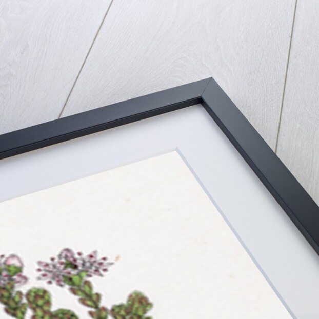 Sedum Anglicum English Stone-Crop- by Anonymous