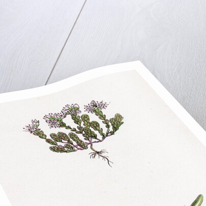 Sedum Anglicum English Stone-Crop- by Anonymous