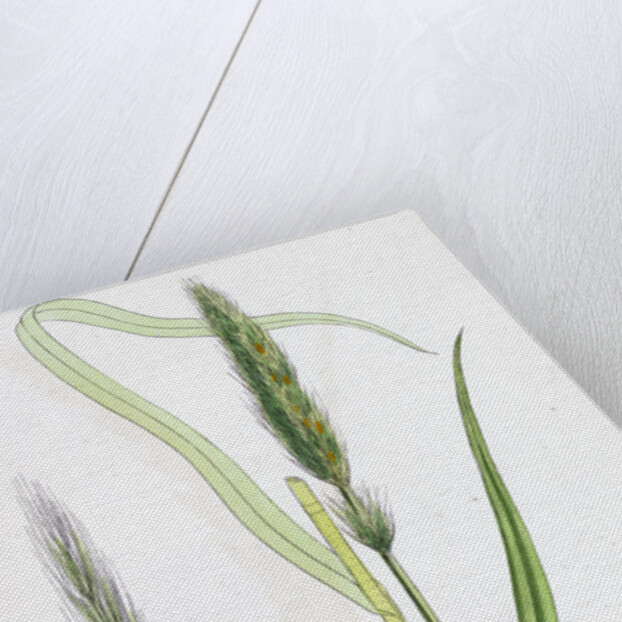 Hordeum Sylvaticum Wood Barley by Anonymous