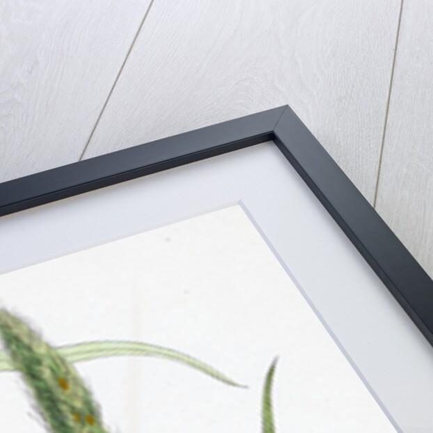 Hordeum Sylvaticum Wood Barley by Anonymous