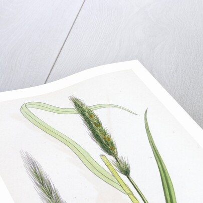 Hordeum Sylvaticum Wood Barley by Anonymous