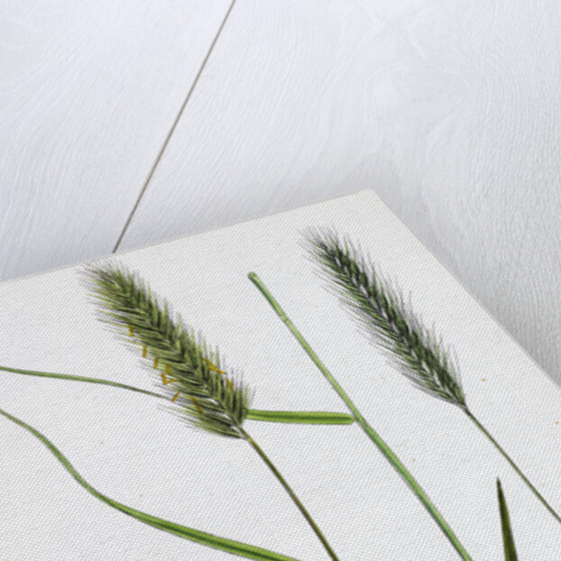 Hordeum Pratense Meadow Barley by Anonymous