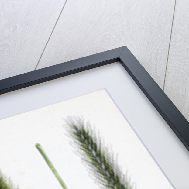 Hordeum Pratense Meadow Barley by Anonymous