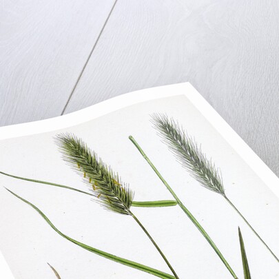 Hordeum Pratense Meadow Barley by Anonymous