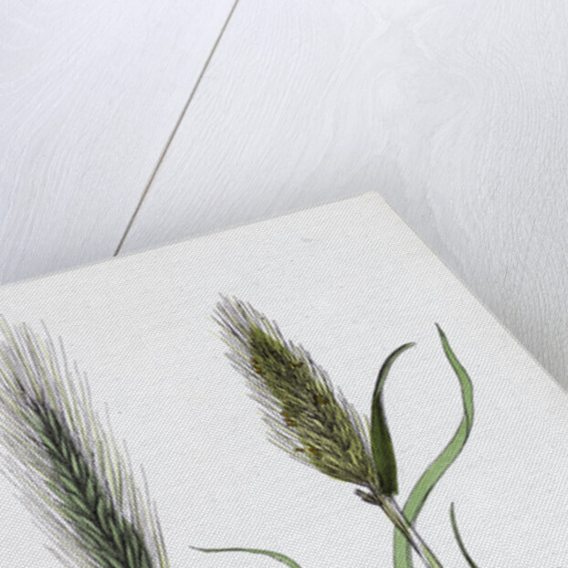 Hordeum Murinum Wall Barley by Anonymous