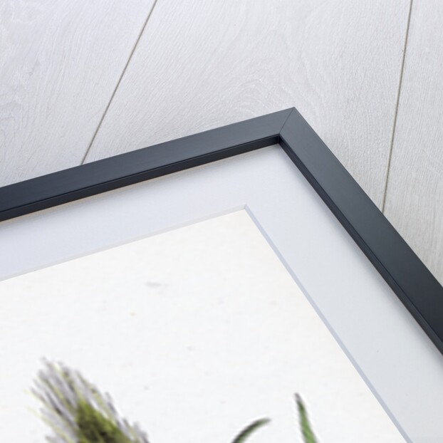 Hordeum Murinum Wall Barley by Anonymous