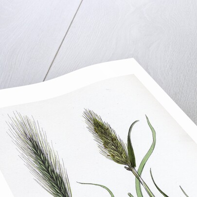 Hordeum Murinum Wall Barley by Anonymous
