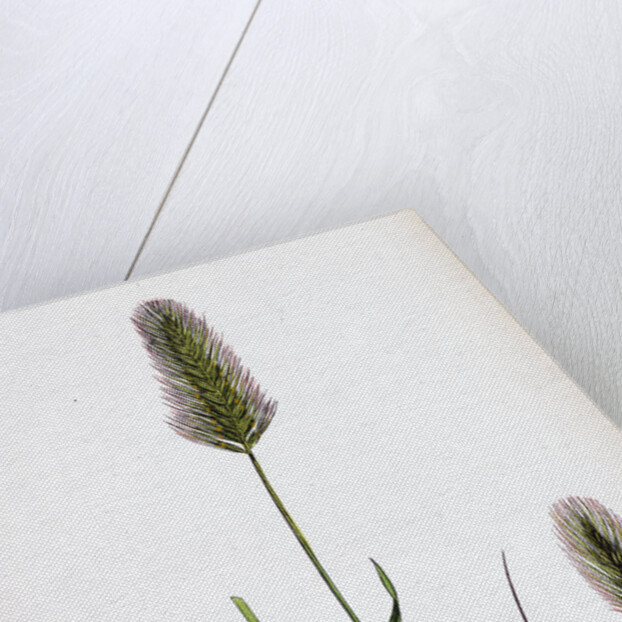 Hordeum Maritimum Sea Barley by Anonymous