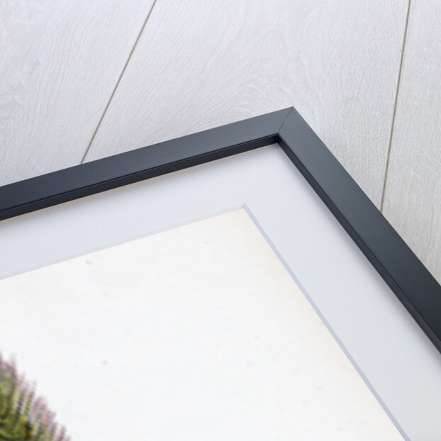 Hordeum Maritimum Sea Barley by Anonymous