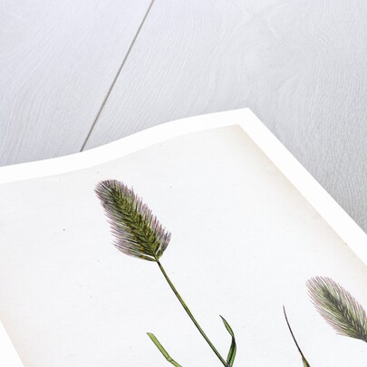 Hordeum Maritimum Sea Barley by Anonymous