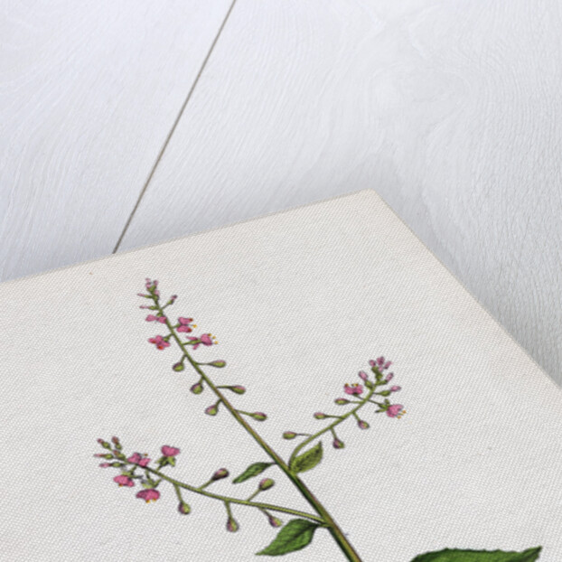 Circaea Lutetiana Common Enchanter's-Nightshade by Anonymous