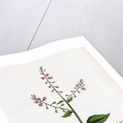 Circaea Lutetiana Common Enchanter's-Nightshade by Anonymous