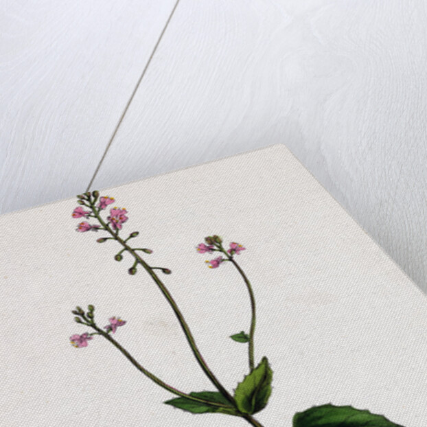 Circaea Alpina Alpine Enchanter's-Nightshade by Anonymous