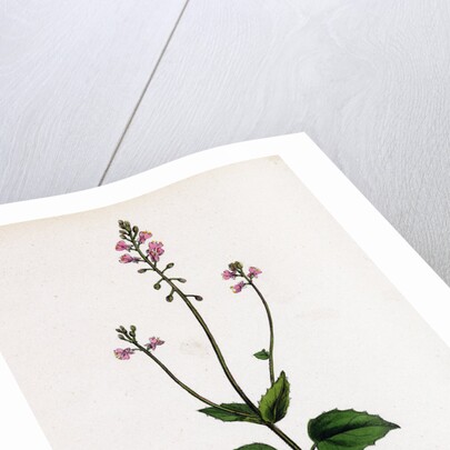 Circaea Alpina Alpine Enchanter's-Nightshade by Anonymous